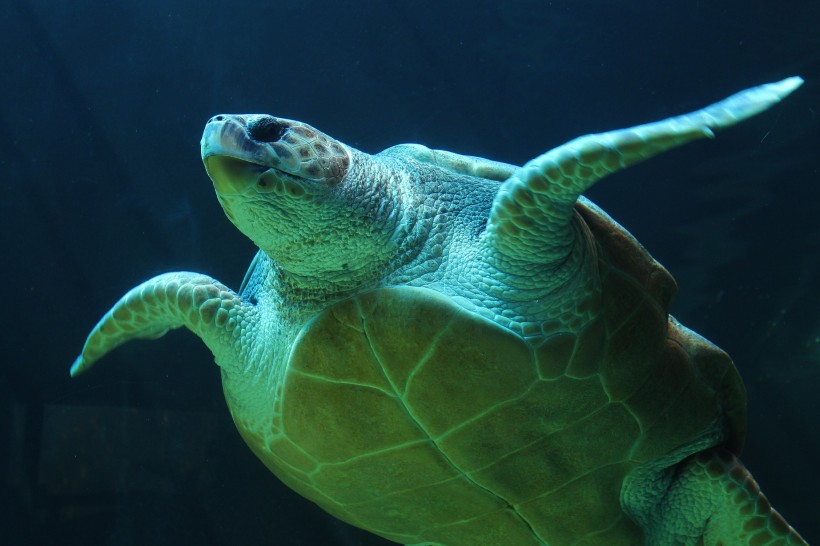憨态可掬的海龟动物图片(14张)