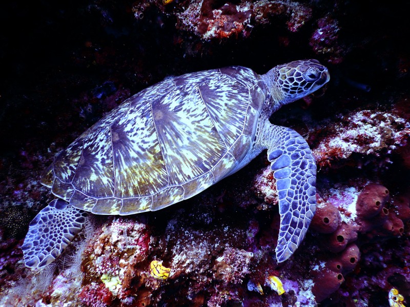 海龟图片(10张)
