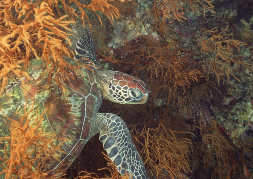 海龟图片(6张)