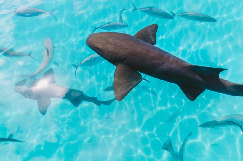 海里的鲨鱼图片(9张)