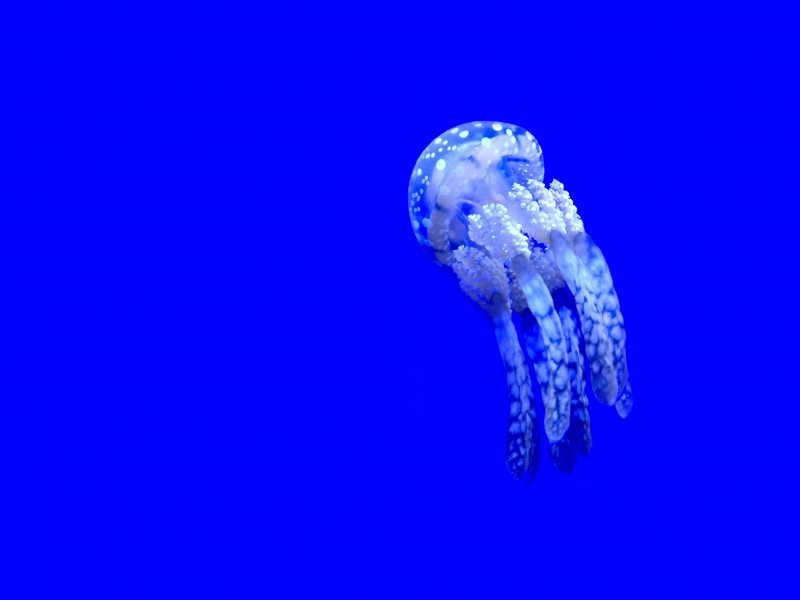 海里生活的水母图片(11张)
