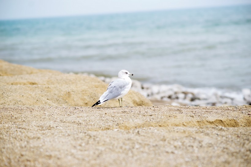 白色的海鸥图片(9张)