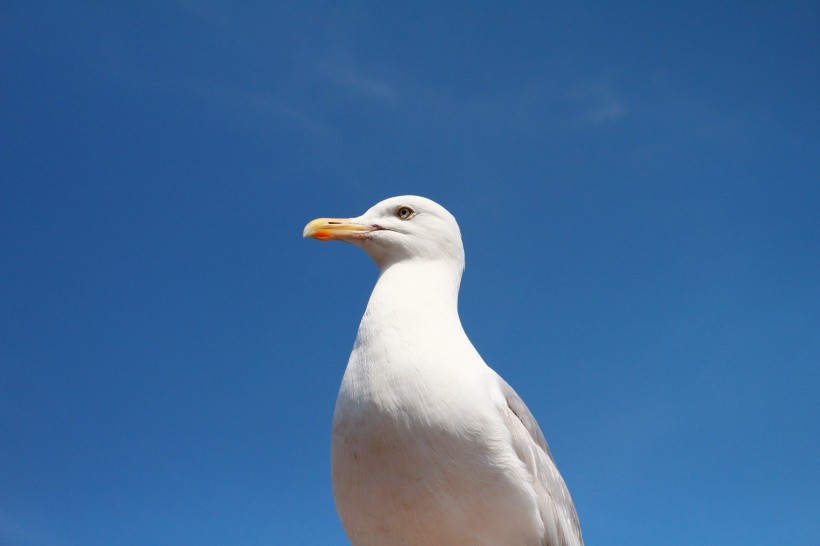白色的海鸥图片(9张)