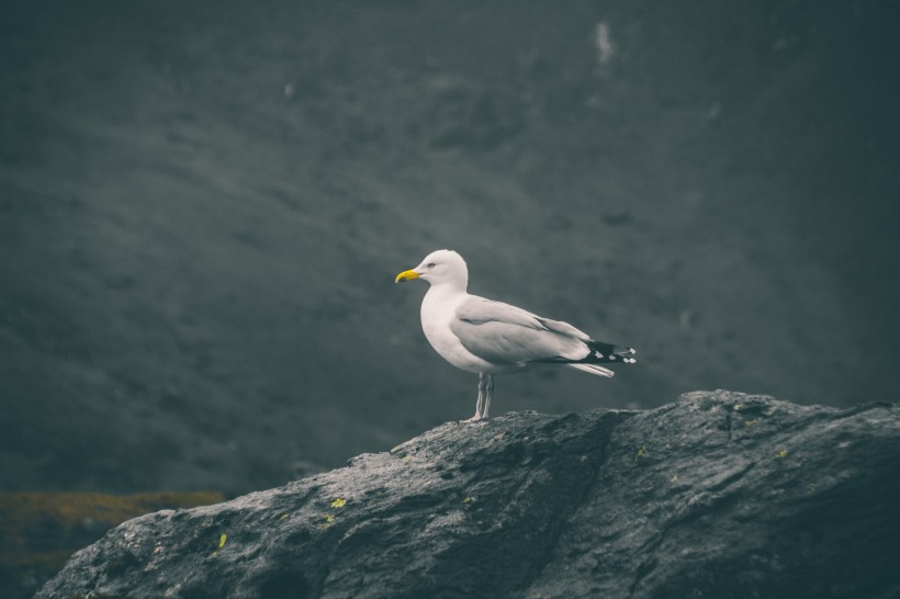 小巧玲珑的海鸥图片(10张)