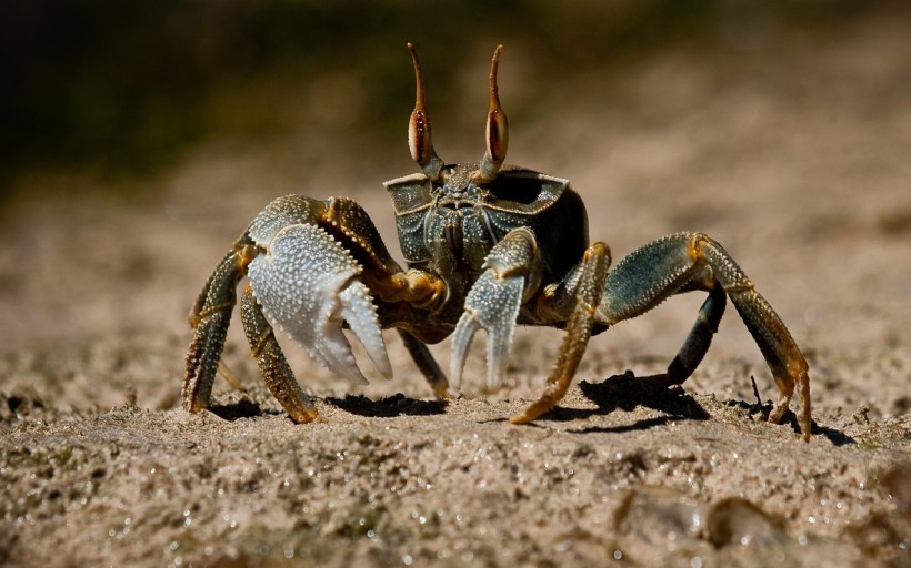 海滩上的螃蟹图片(22张)