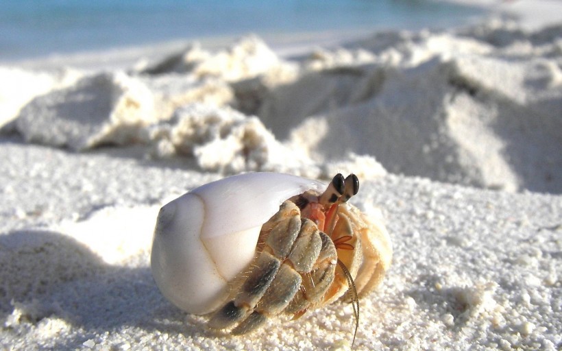海滩上的螃蟹图片(22张)