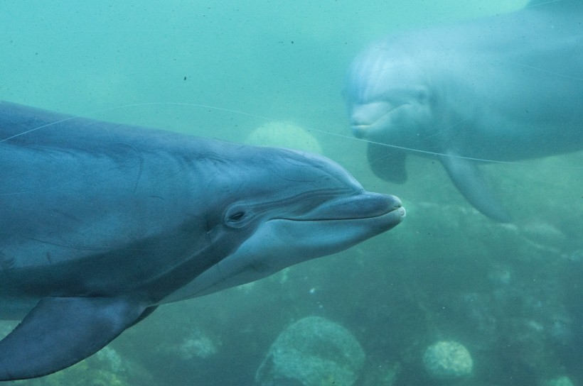 可爱海豚高清图片(15张)