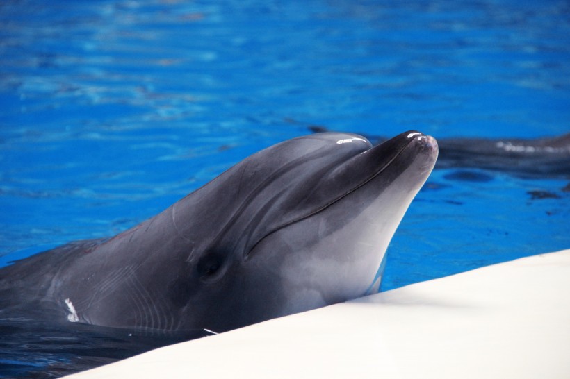 可爱海豚高清图片(15张)