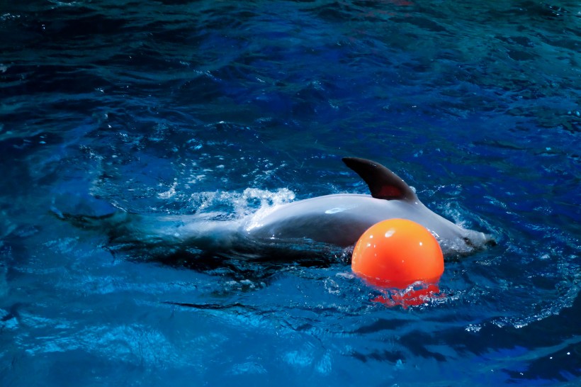 水中嬉戏的海豚图片(22张)