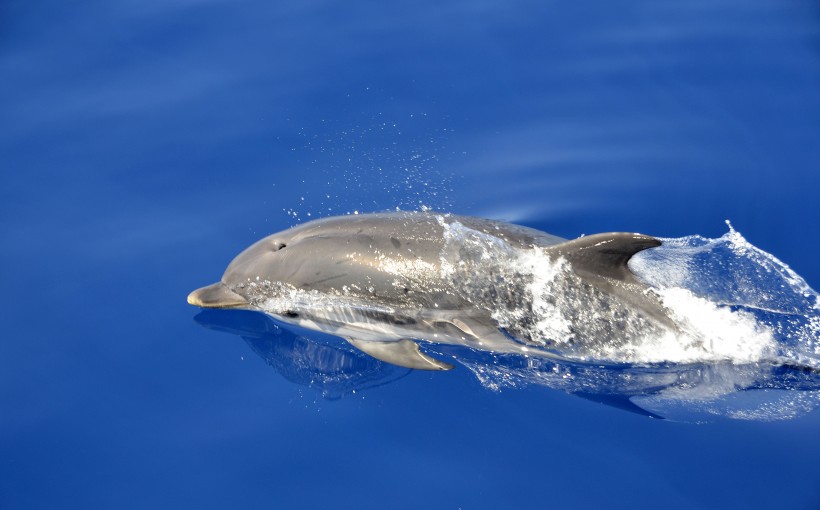 水中嬉戏的海豚图片(22张)