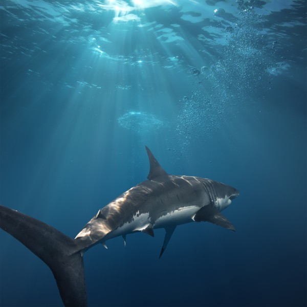 海中鲨鱼图片(10张)