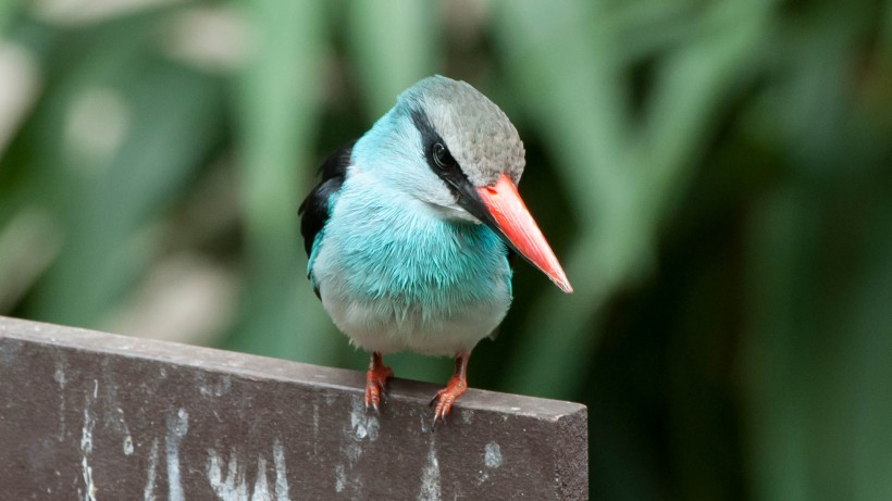 蓝胸翡翠鸟类图片(5张)