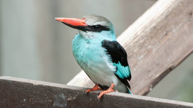 蓝胸翡翠鸟类图片(5张)
