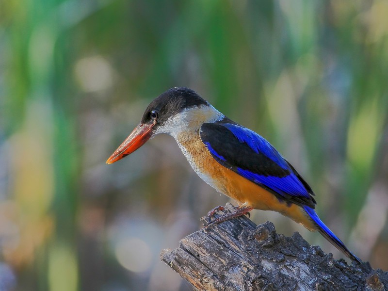蓝翡翠鸟类图片(12张)