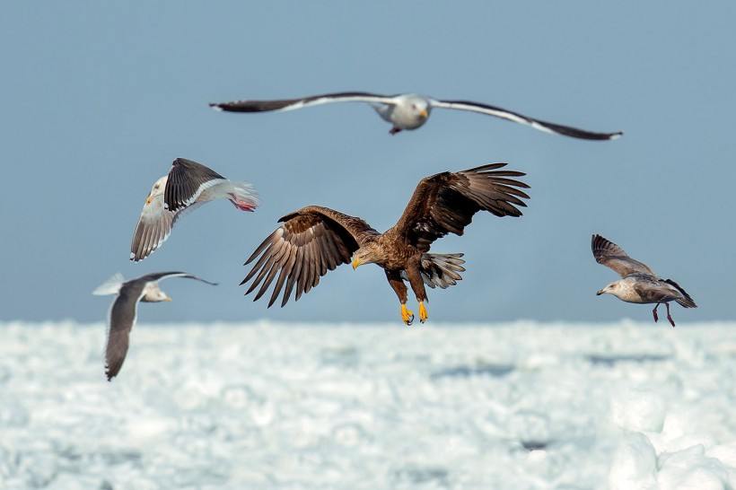 白尾海雕鸟类图片(6张)