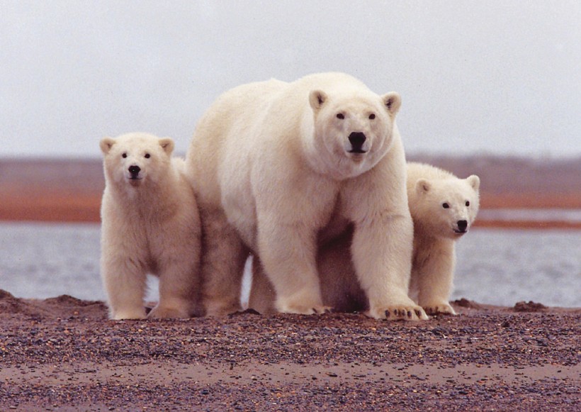 憨厚可掬的北极熊图片(11张)