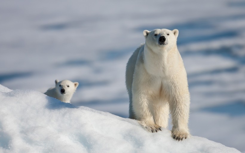 憨态可掬的北极熊图片(14张)
