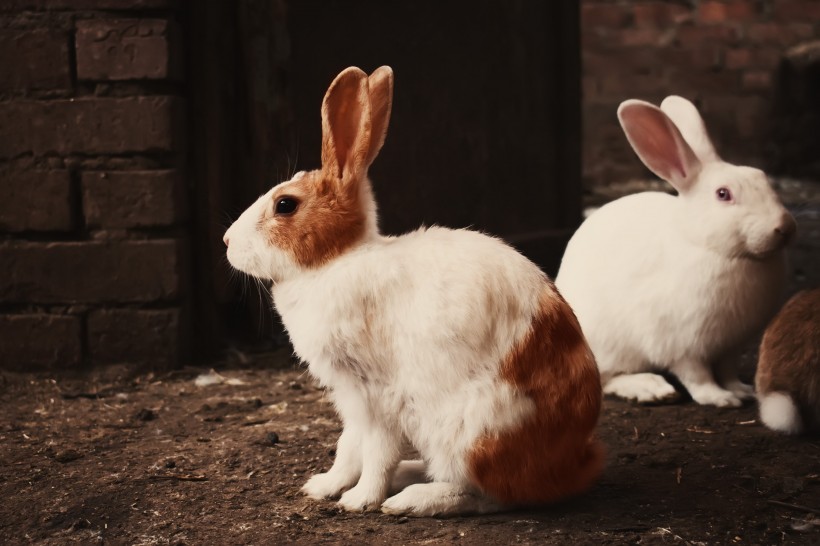好看的兔子图片(12张)