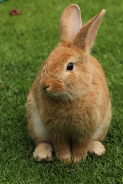 好看的兔子图片(12张)