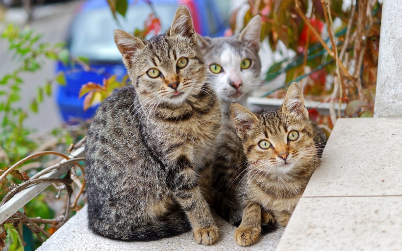充满好奇的猫眼图片(10张)