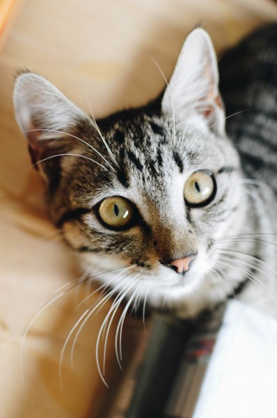 充满好奇的猫眼图片(10张)