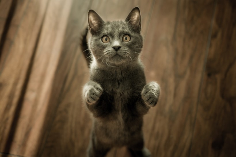 充满好奇的猫眼图片(10张)
