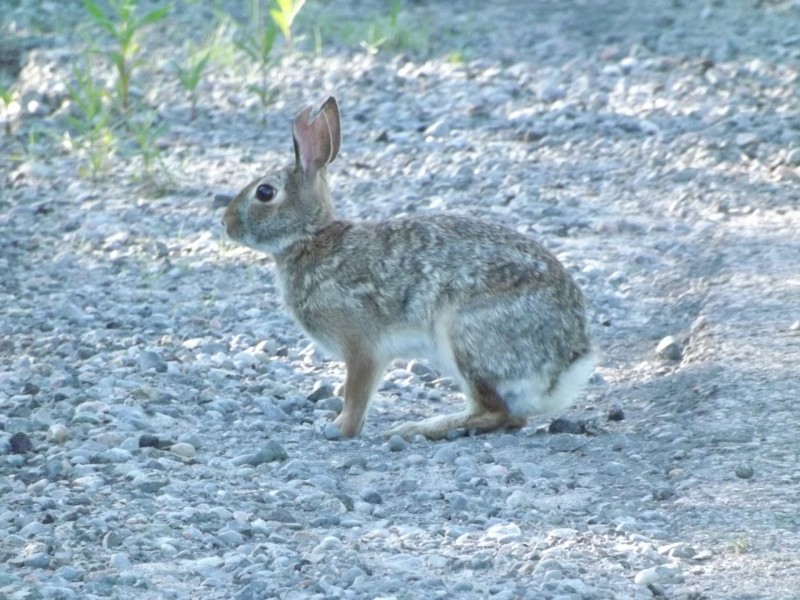 兔子图片(14张)