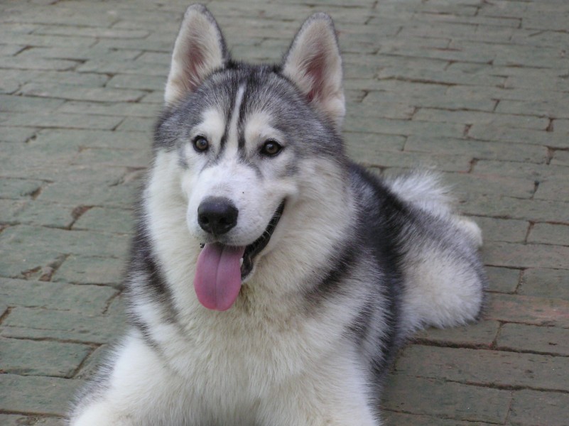 雪橇犬哈士奇图片(27张)