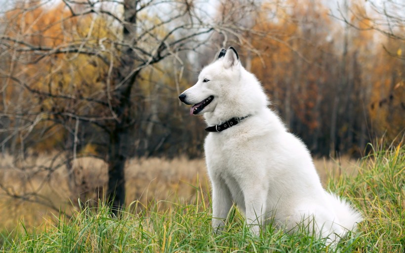 雪橇犬哈士奇图片(27张)