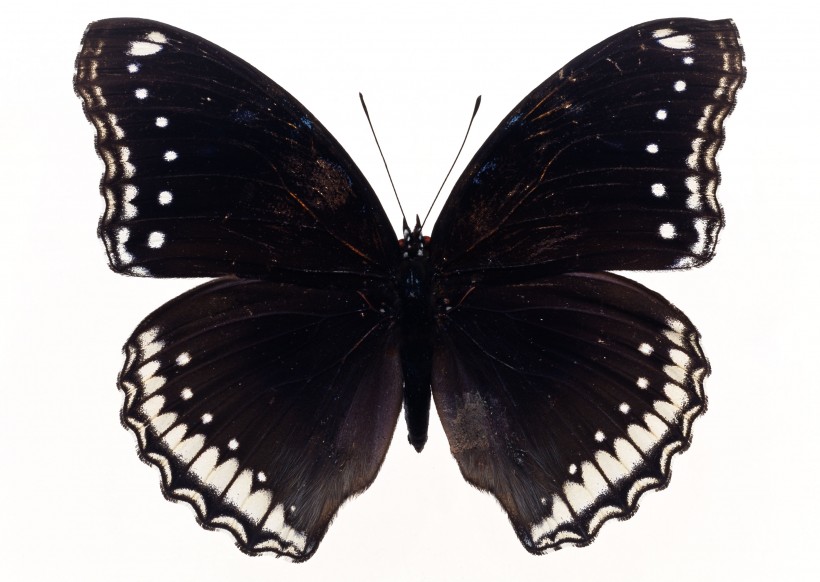 黑色蝴蝶标本图片(27张)