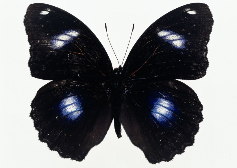 黑色蝴蝶标本图片(27张)