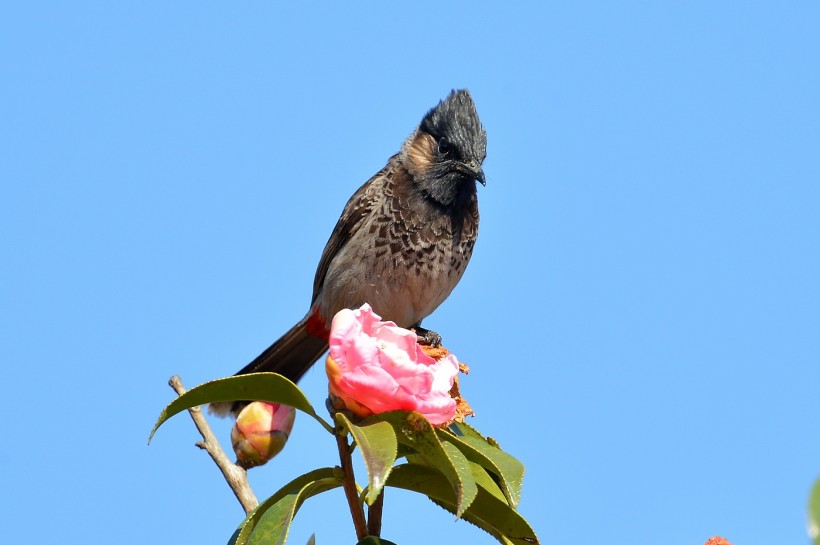 黑喉红臀鹎鸟类图片(6张)