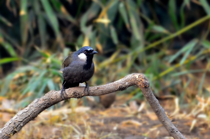 中型鸟之黑喉噪鹛图片(15张)