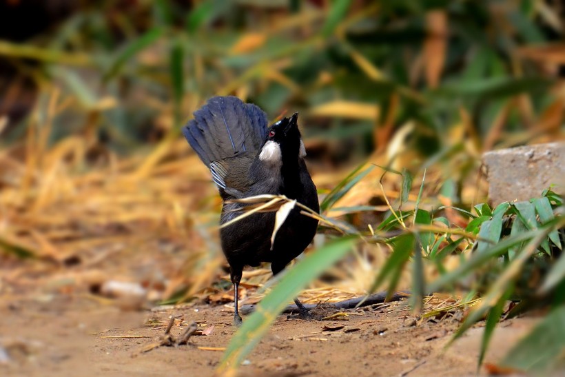 中型鸟之黑喉噪鹛图片(15张)