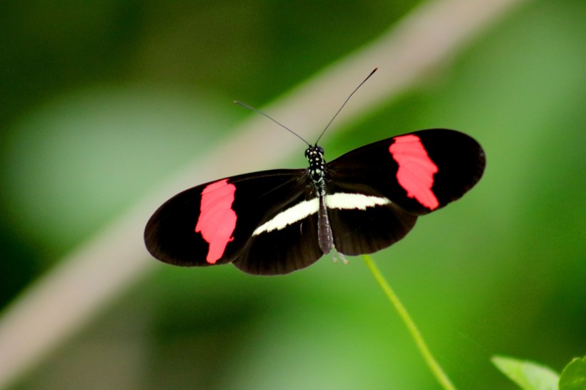神秘的黑蝴蝶图片(10张)