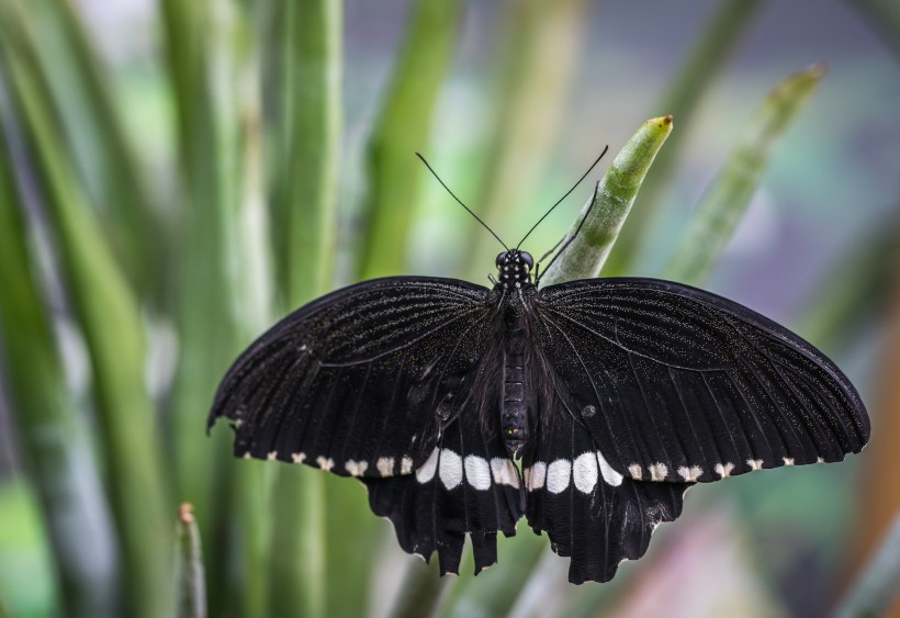 神秘的黑蝴蝶图片(10张)