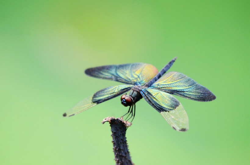 黑丽翅蜻图片(10张)