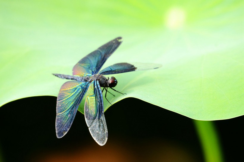 黑丽翅蜻图片(10张)