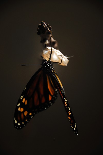 具有迁徙性的黑脉金斑蝶图片(15张)