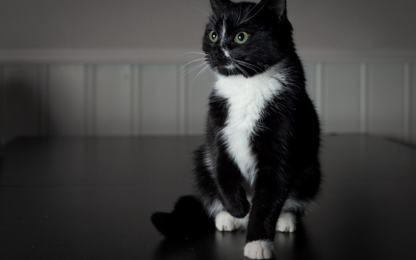 可爱的小黑猫图片(22张)