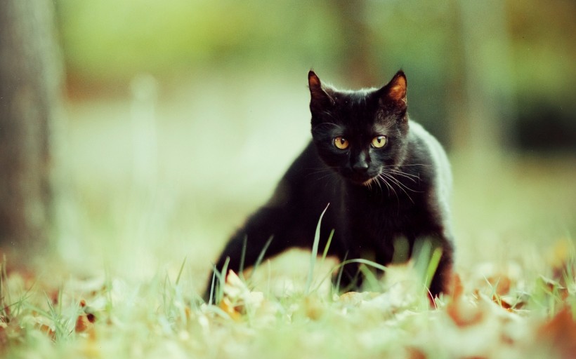 可爱的小黑猫图片(22张)