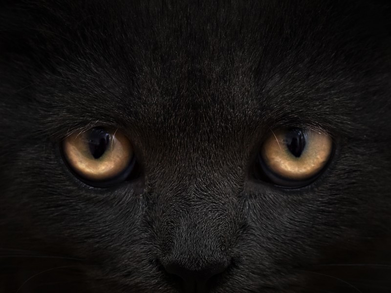 黑猫脸部特写图片(8张)