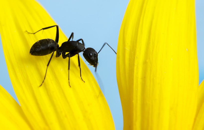 葵花上的黑蚂蚁图片(8张)