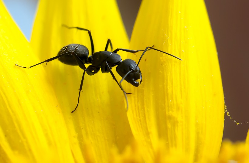 多变形态黑蚂蚁图片(14张)