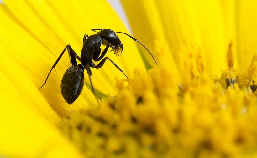 葵花上的黑蚂蚁图片(8张)