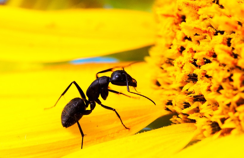 多变形态黑蚂蚁图片(14张)