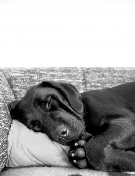 黑色的拉布拉多犬图片(14张)