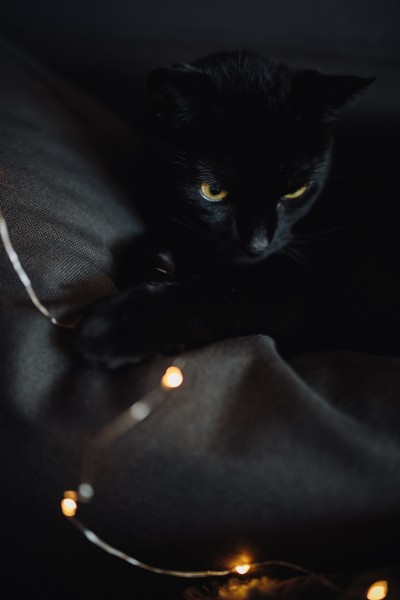 黑色的猫咪图片(10张)