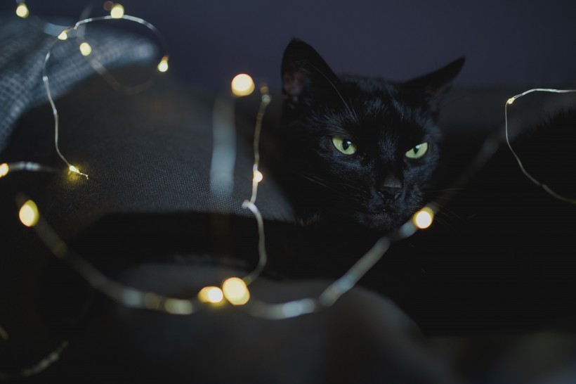 黑色的猫咪图片(10张)