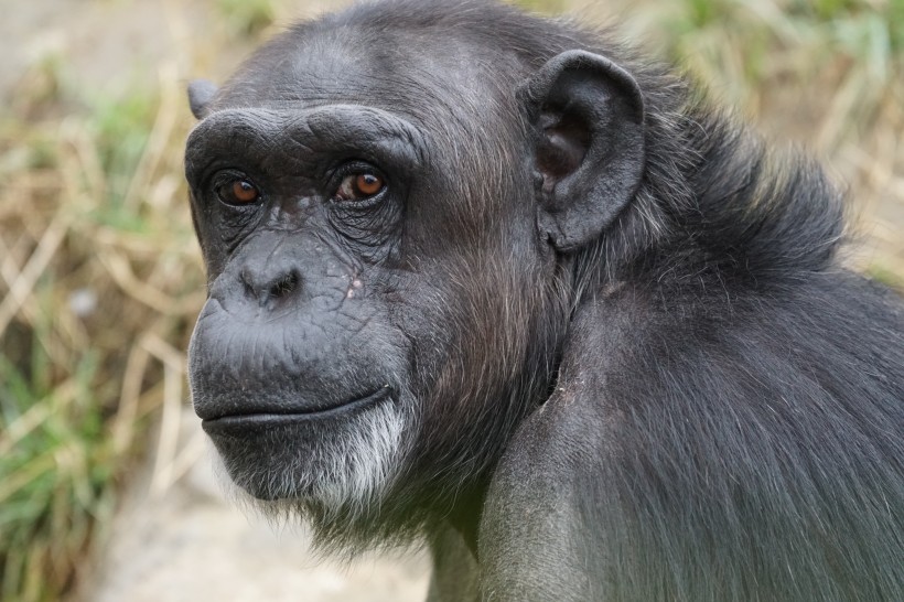 黑猩猩图片(15张)